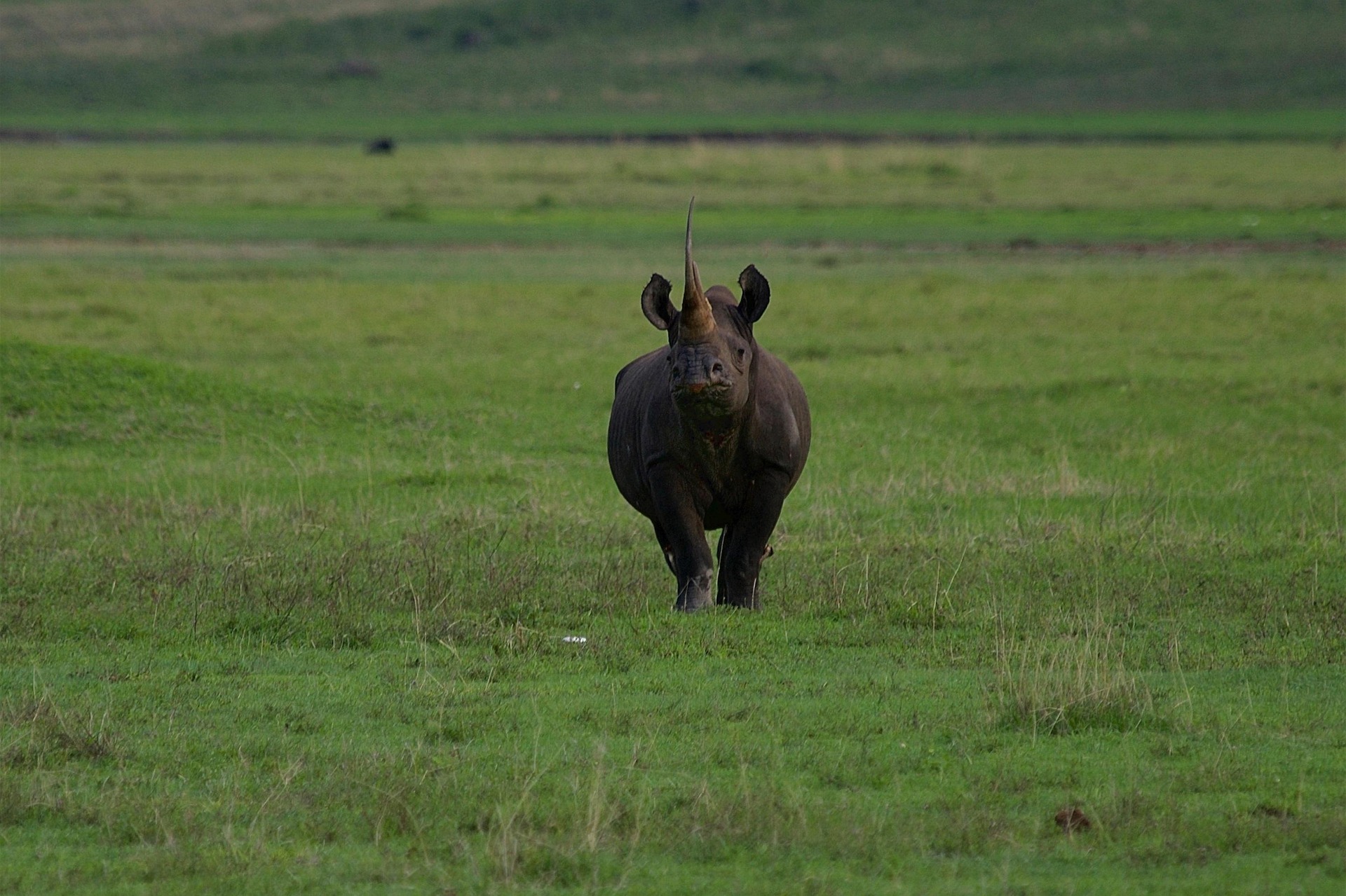 WHAT IS THE NGORONGORO CONSERVATION visual data 6